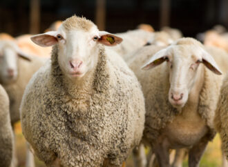 Australian sheep face risky warmth weight on the Cruise ship